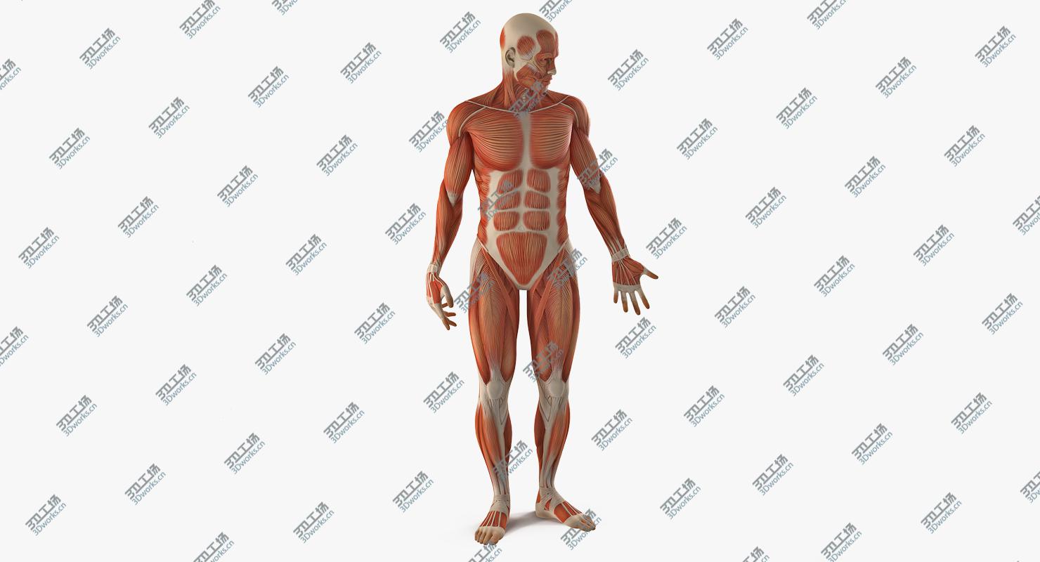 images/goods_img/20210319/Anatomy Male Muscular System Rigged model/2.jpg